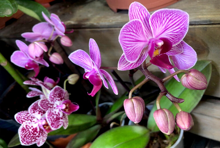 2.1 NEW WEBNAV INDOOR 768x518